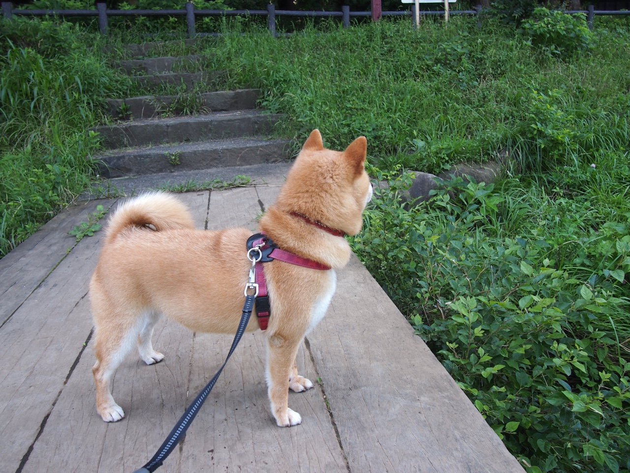 三笘薰手术刀般突破撕裂防线,阿森纳终场绝杀洪都拉斯