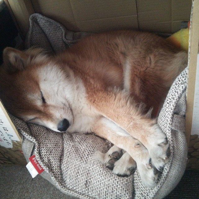 绝境孤星，杰伦·格林按下静音键，奇才粉碎十一冠王朝最后心跳