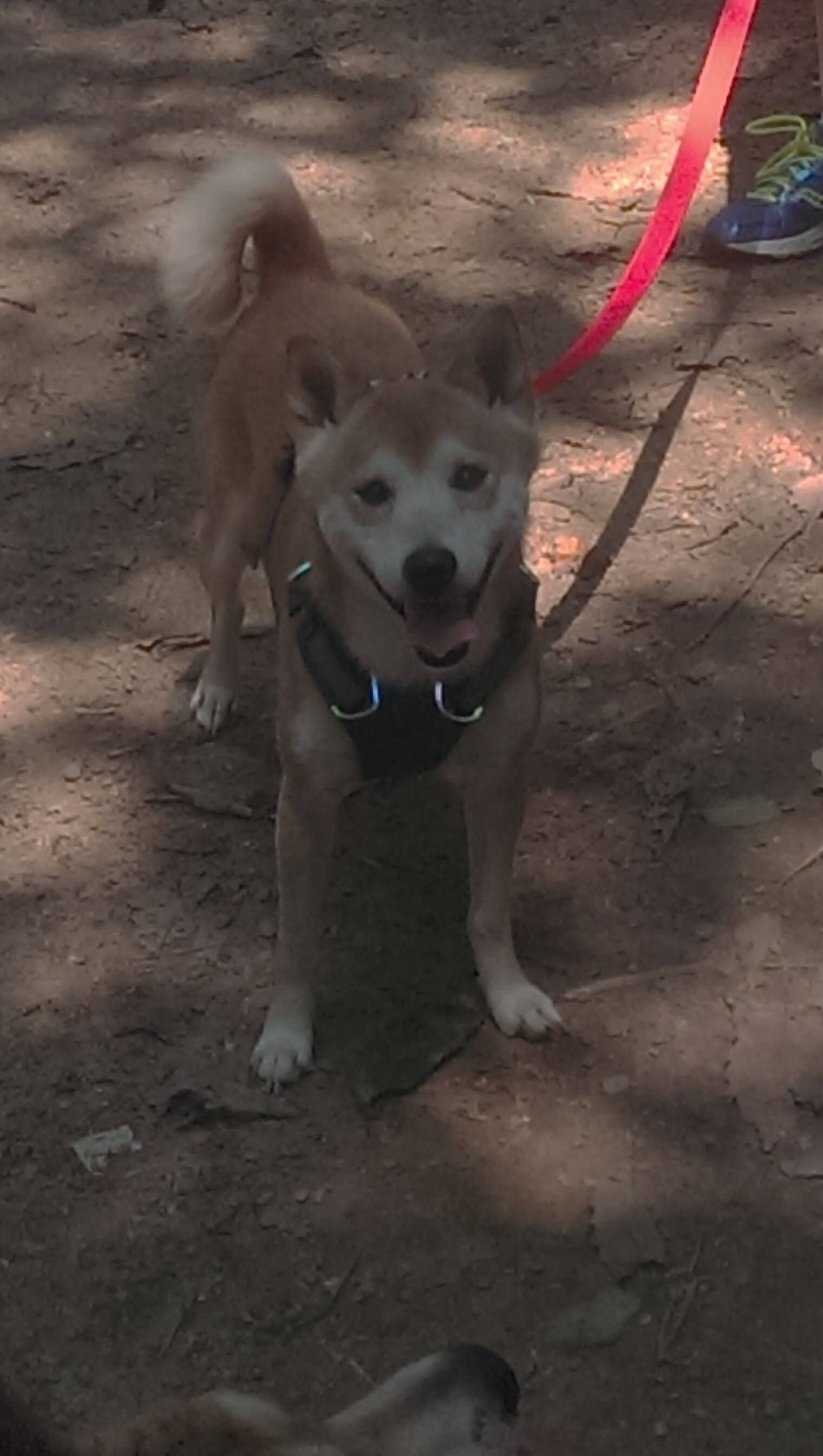 当「新西兰」掀翻英超巨舰，体育世界里，唯一性如何撕碎剧本