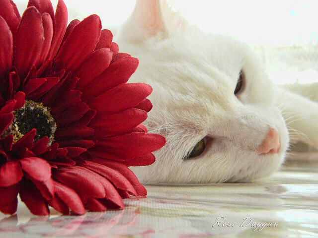 油门与篮筐的共振，当F1街道赛的轰鸣遇见湖人的紫色浪潮