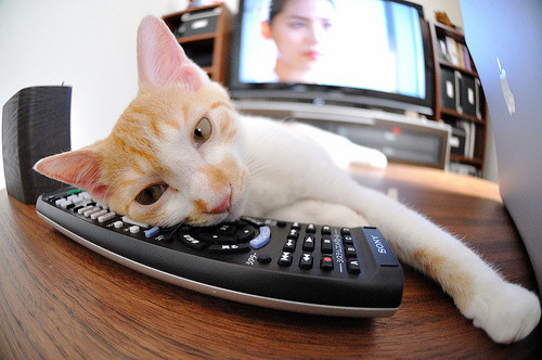 锡安统治级数据闪耀！骑士力克森林狼迎连胜