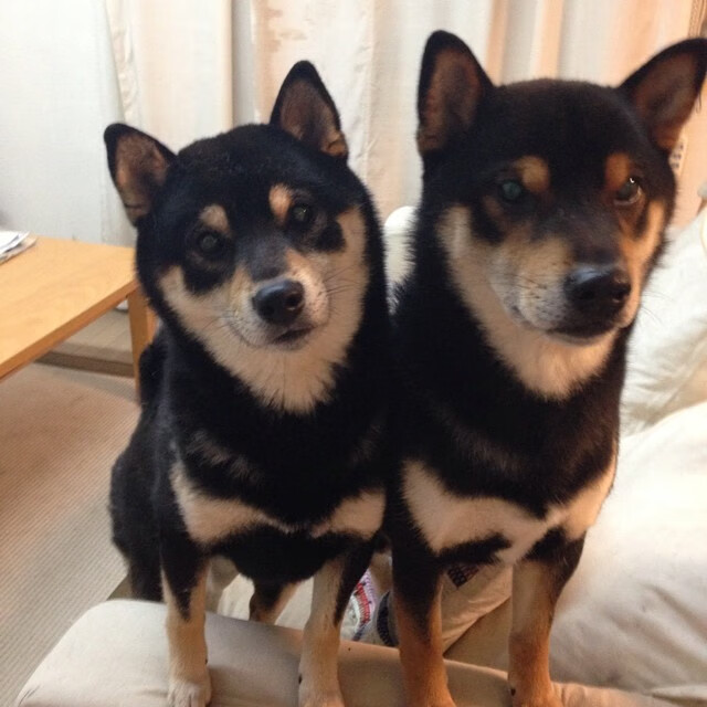 开云体育app-西决生死战之夜,戈贝尔铸就数据图腾的防守史诗