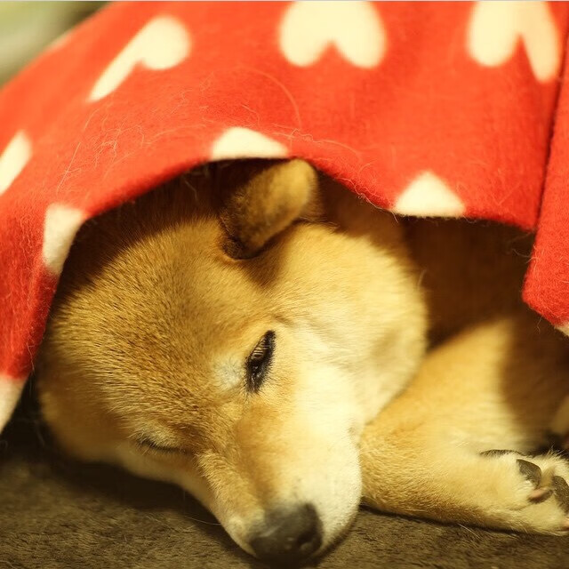 开云官网-铁血红白铸就九连胜传奇，黄沙之矛伊萨克刺穿塞维利亚心脏