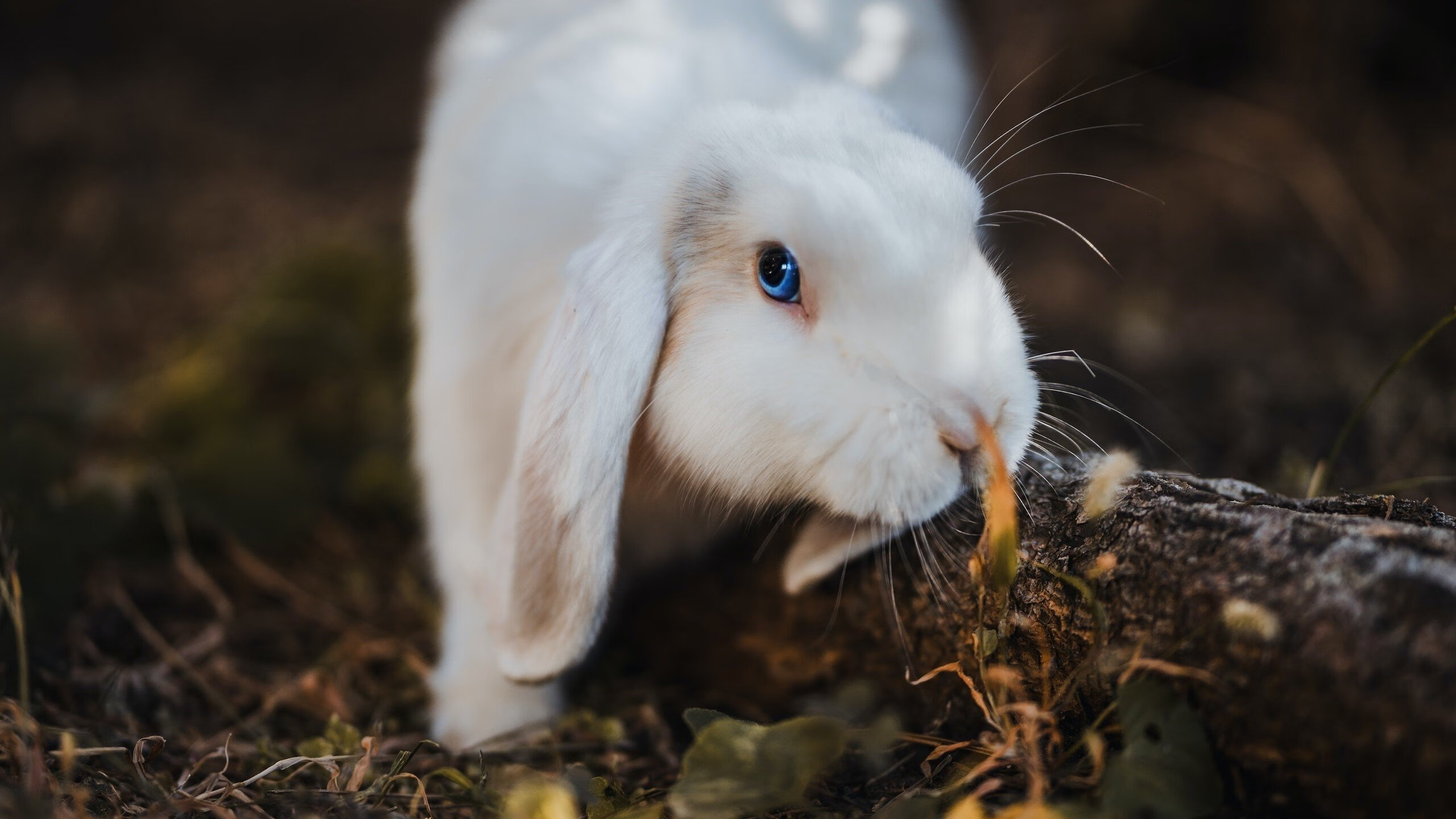 开云体育app-唯一性的双重奏，奇才团队力克公牛，马克西奥运关键战接管艺术