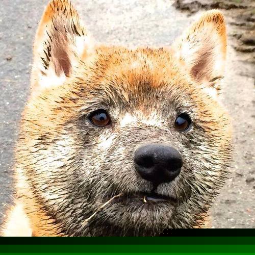 开云下载-霍勒迪化身关键先生，黄蜂爆冷击败北京队创唯一性对决纪录