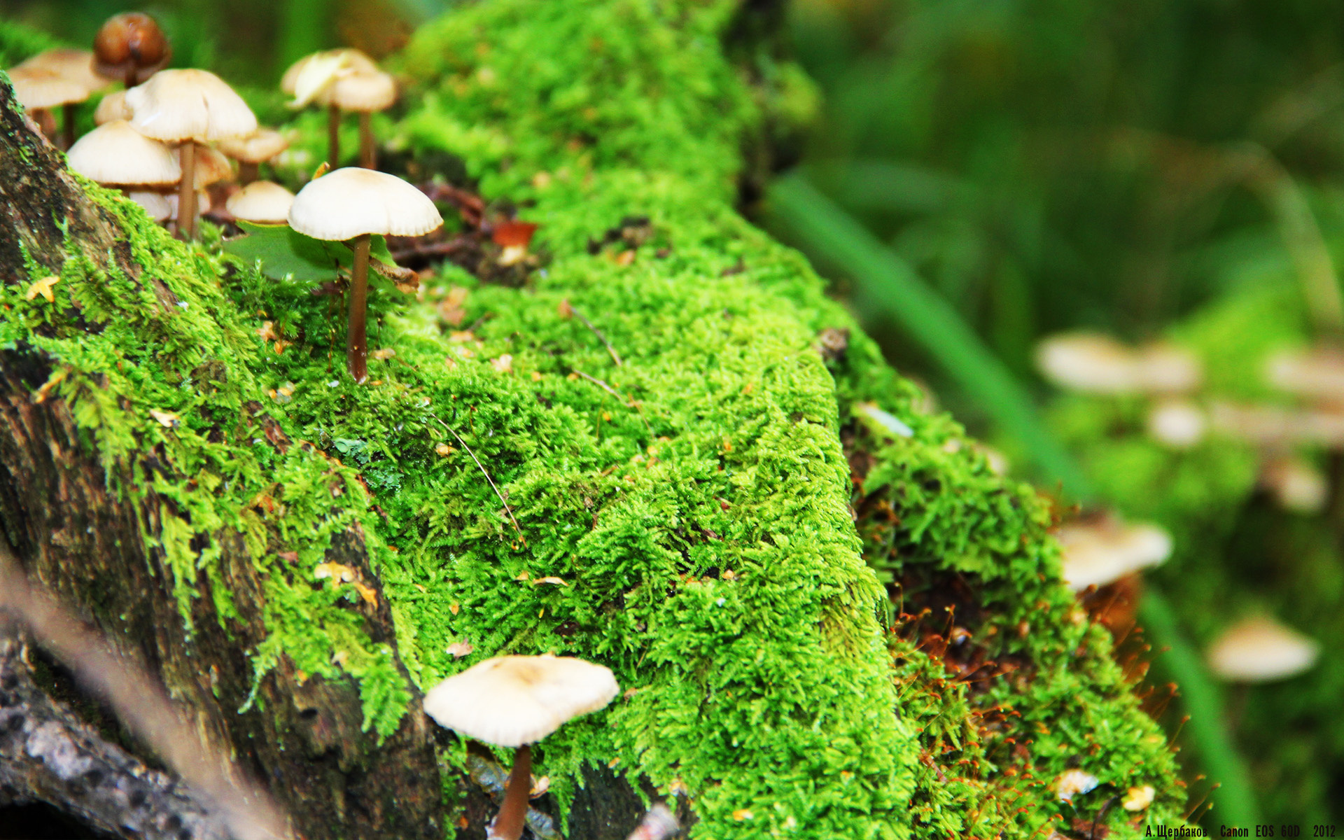 开云-从弃子到救世主，若日尼奥一夕爆发，导演国米史诗级翻盘