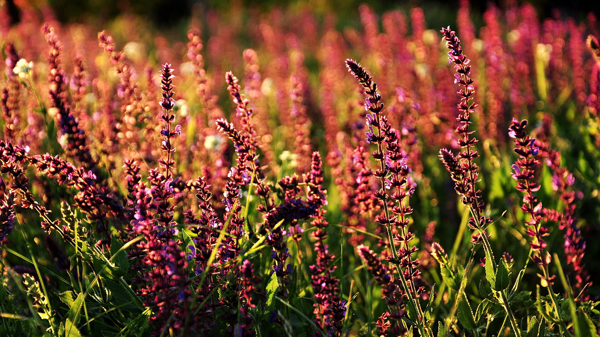 开云体育官网-烽火连三月,世界排名争夺焦点战,贝蒂斯技术流碾压稳擒希腊对手